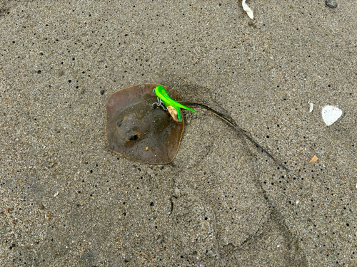 アカエイの釣果