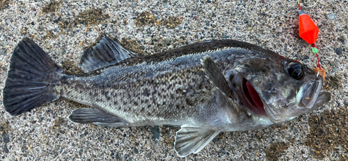 クロソイの釣果