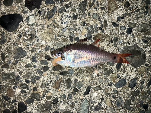 ネンブツダイの釣果