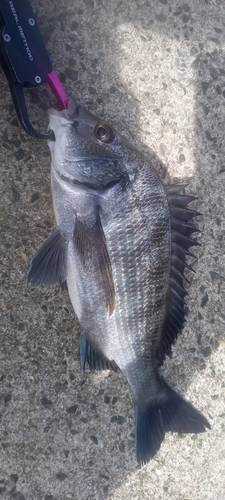 クロダイの釣果