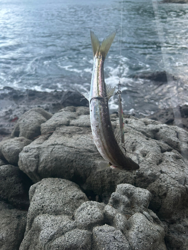 カマスの釣果