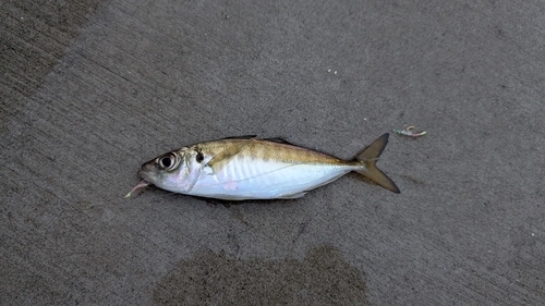 金沢水際線緑地（福浦岸壁）