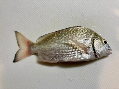 ヘダイの釣果