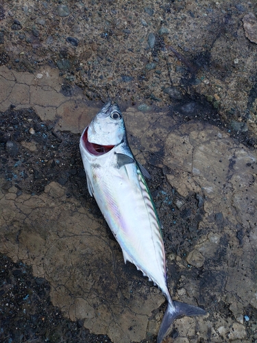 ソウダガツオの釣果