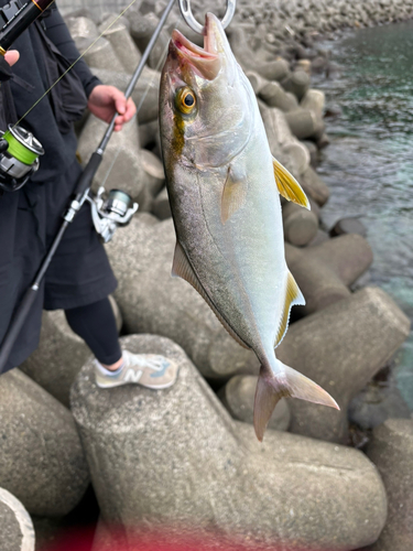 ショゴの釣果