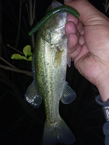 ラージマウスバスの釣果