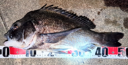 クロダイの釣果