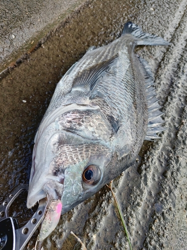 大村湾（北部）