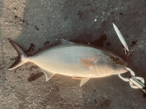 鹿児島湾南部