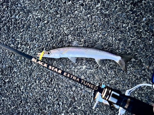 カマスの釣果