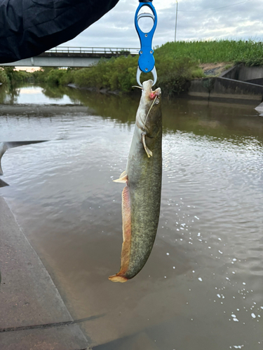 ナマズの釣果