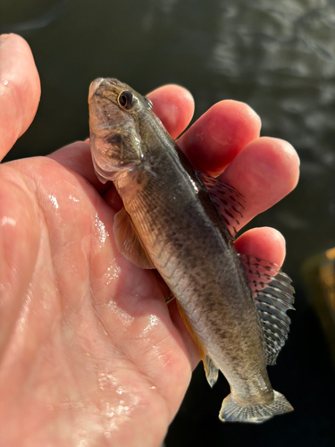 ハゼの釣果