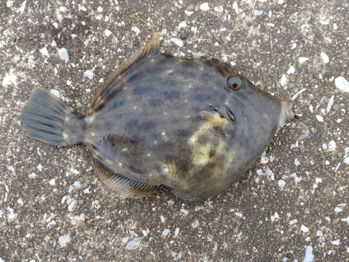 カワハギの釣果