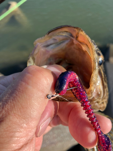 タケノコメバルの釣果