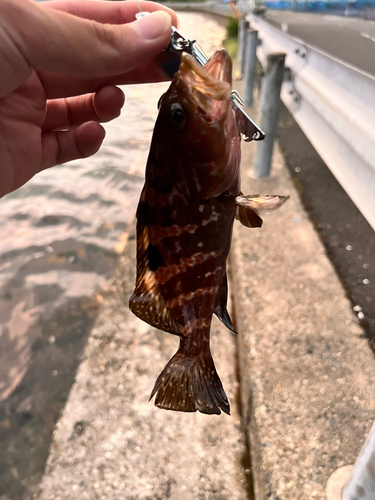 アコウの釣果