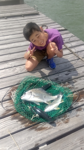 キビレの釣果