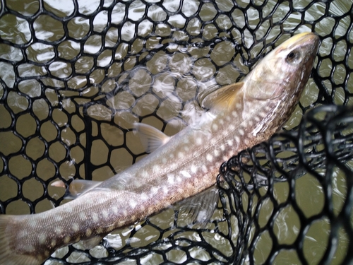 トラウトの釣果