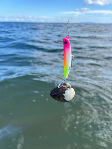 カニの釣果