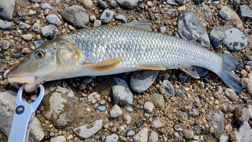 ニゴイの釣果