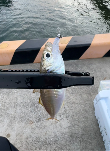 マアジの釣果