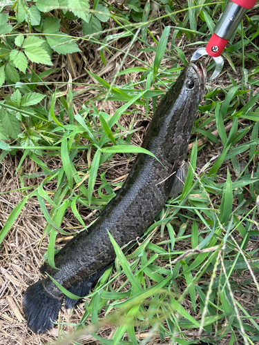 ライギョの釣果