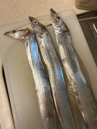 タチウオの釣果