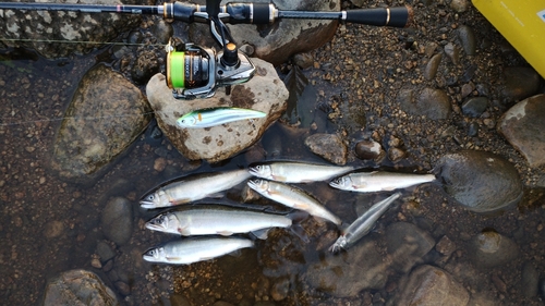 アユの釣果