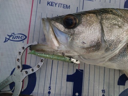 シーバスの釣果