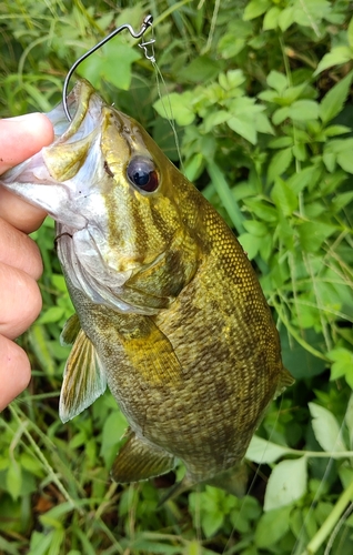 スモールマウスバスの釣果