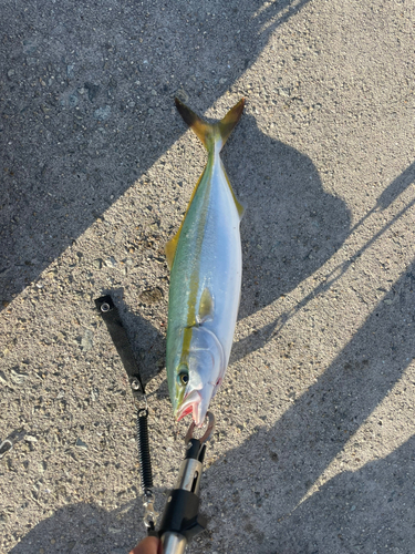 ハマチの釣果