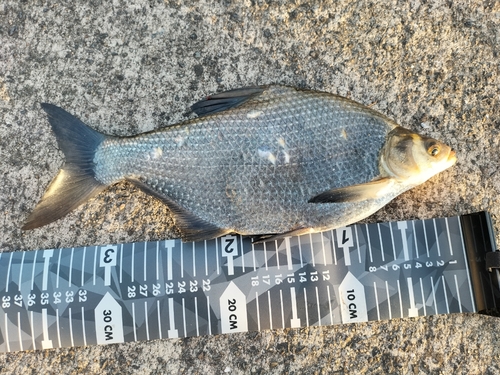 ダントウボウの釣果