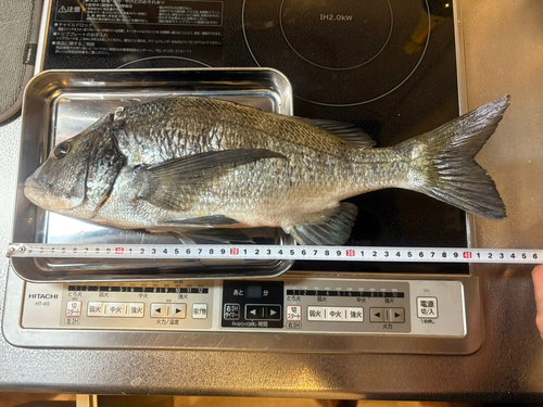 クロダイの釣果