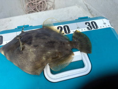 カワハギの釣果