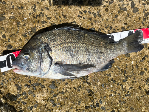 チヌの釣果