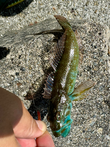 アナハゼの釣果