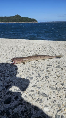 エソの釣果