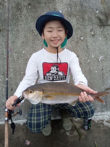 ショゴの釣果