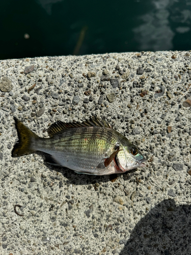 チヌの釣果