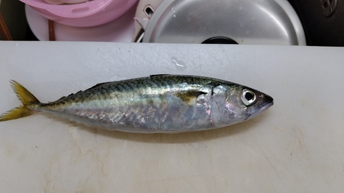 サバの釣果