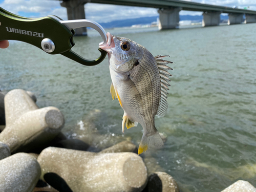 キビレの釣果