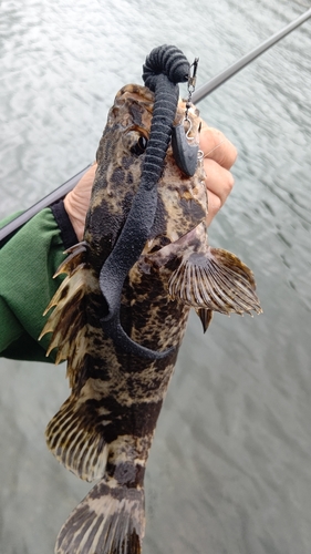 タケノコメバルの釣果