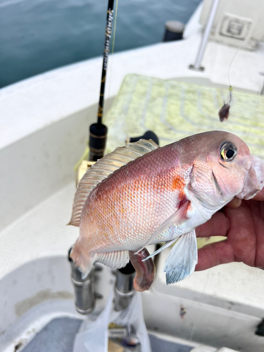 シロアマダイの釣果