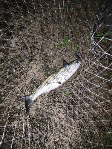 ボラの釣果