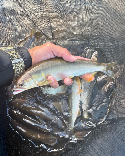 アユの釣果