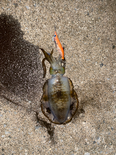 アオリイカの釣果