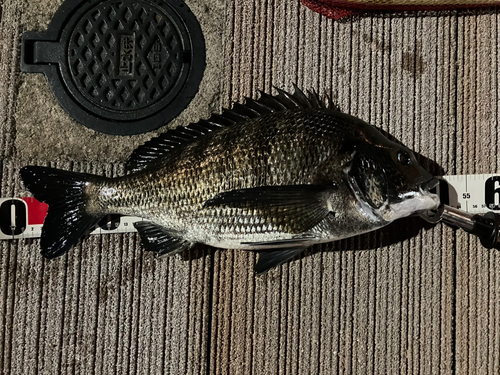 クロダイの釣果