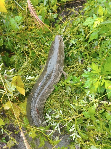 ライギョの釣果