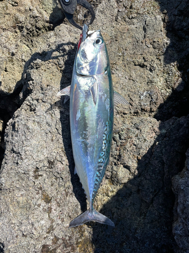 ソウダガツオの釣果