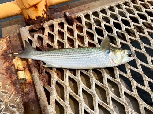 ボラの釣果