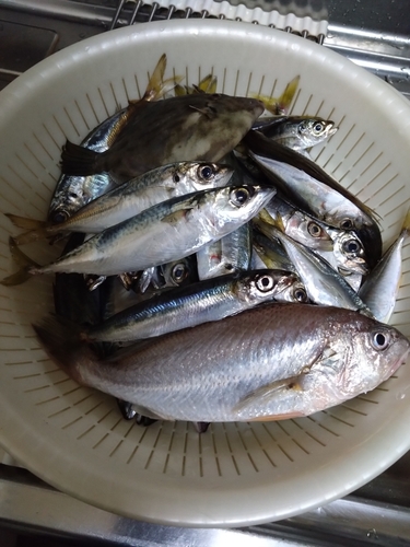 アジの釣果